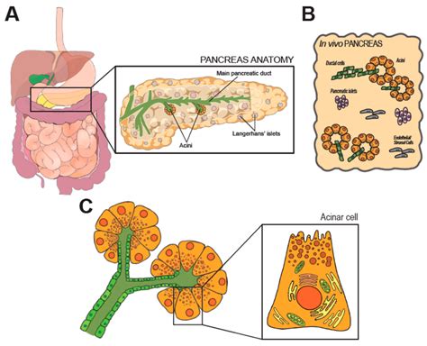 Pancreas Histology Diagram