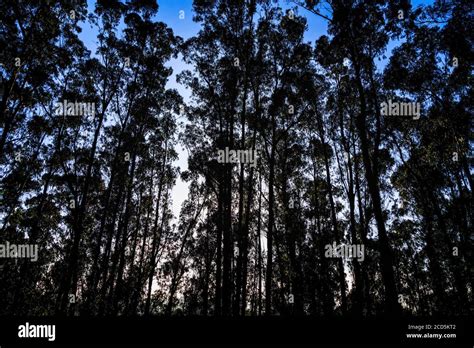 Eucalyptus forest hi-res stock photography and images - Alamy