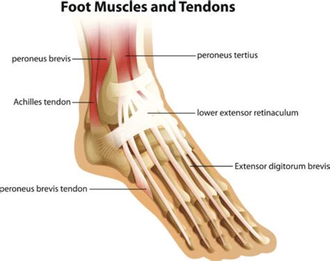 Tendon Tissue Diagram