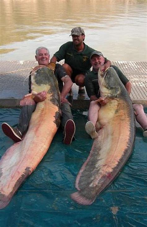 Fishing buddies both land record albino catfish - UPI.com