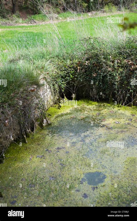 Stagnant water hi-res stock photography and images - Alamy