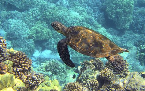 National Park of American Samoa Wildlife - National Park Photographer