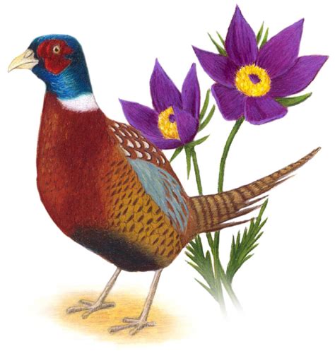 South Dakota State Bird and Flower: Ring-necked Pheasant / Phasianus ...