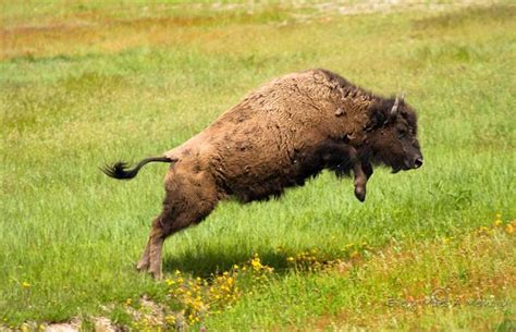 Buffalo jumping - http://i136.photobucket.com/albums/q190/Bonishphoto ...