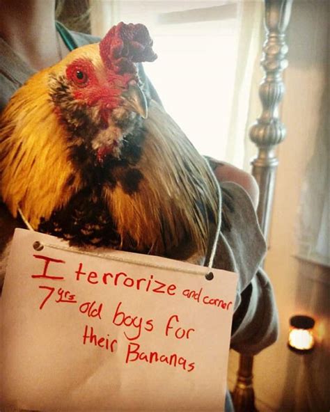 The Very Best Of Chicken Shaming 27 Pics | This cracks me up! | Chicken humor, Funny animals ...