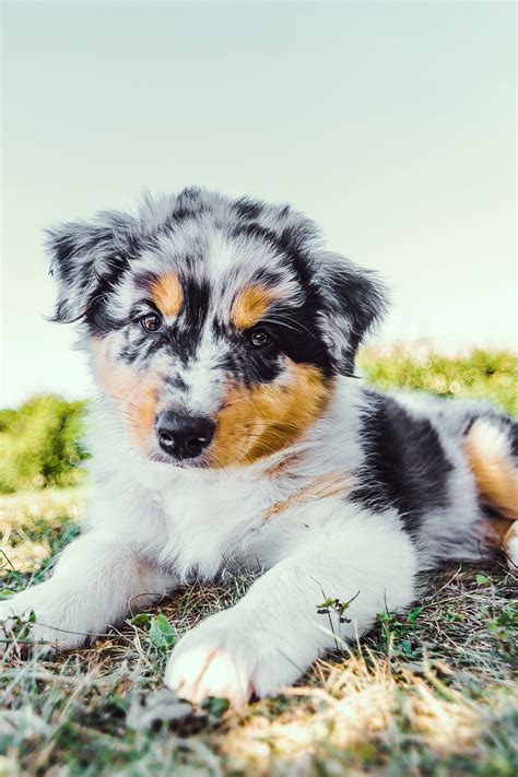 Australian Shepherd Puppies (25 Cute and Cuddly Pups) - Talk to Dogs