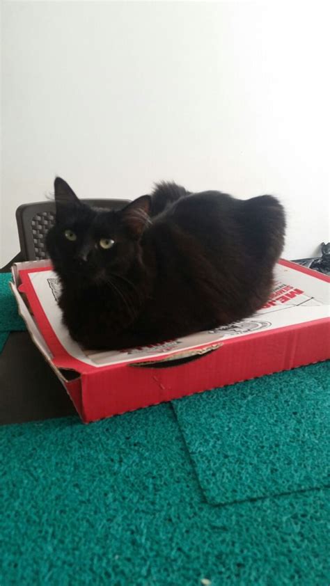 Pizza cat 🐱