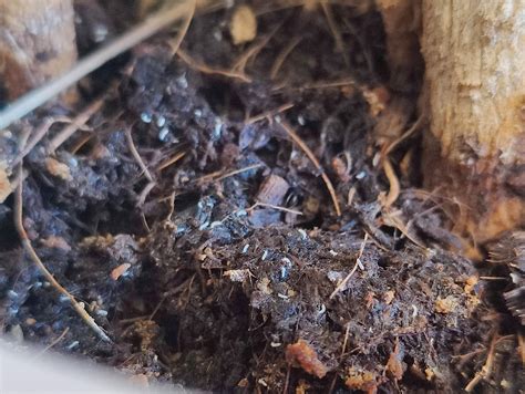 Fungus gnats larvae? : r/plantclinic