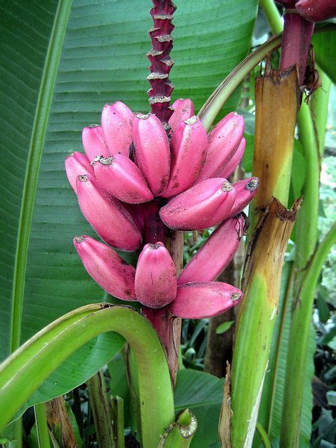 Pink banana by bobfranklin, via Flickr | Quạ, Rượu