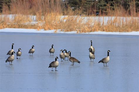 On Frozen Pond | Steve Boer Photography