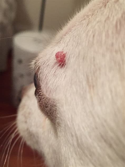 My dog has a red wart-type growth on her head, above her eye. It's about the size of a pencil ...