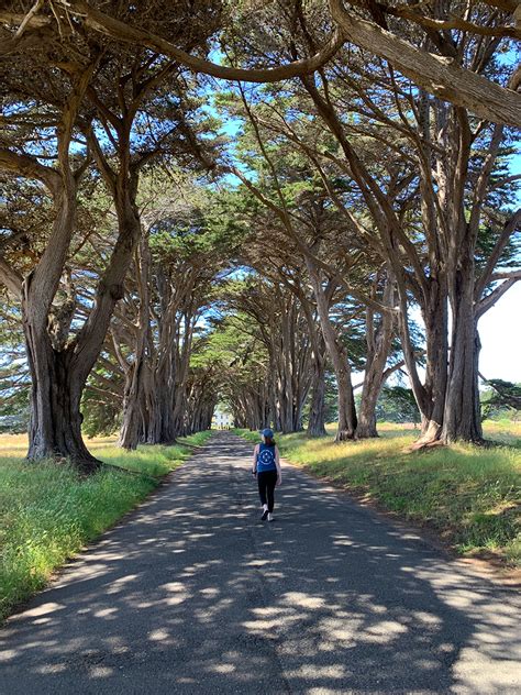 Cypress Tree Tunnel At Point Reyes National Seashore