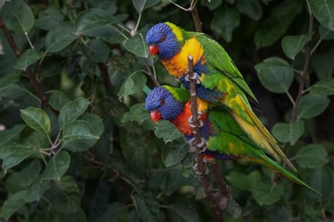 Premium Photo | Rainbow parakeet parrot