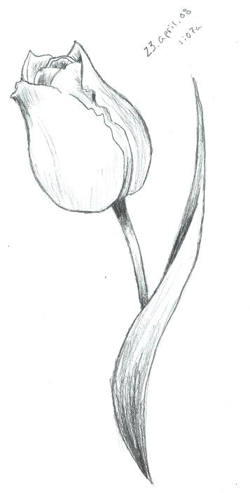 Tulip Sketch by ScarletRainxX on deviantART | Flower sketches, Tulip ...