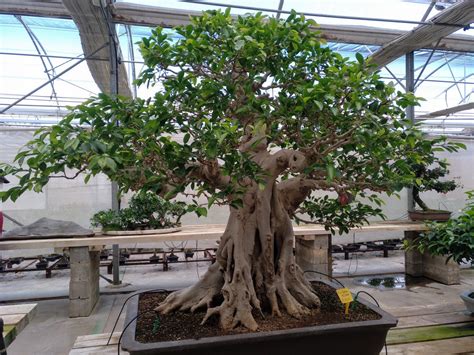 Ficus Microcarpa Bonsai-Ficus Retusa Bonsai – Para Mi Jardín