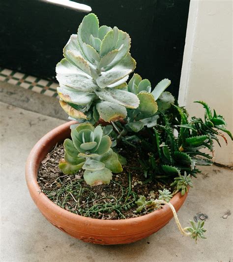 Plant Care 101 with The Sill: 7 Tips | Plants, Windowsill garden, Plant ...