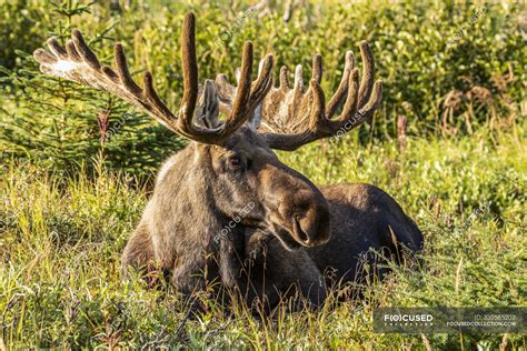 Bull Moose with antlers in velvet at wild nature — journey, animal - Stock Photo | #330585202