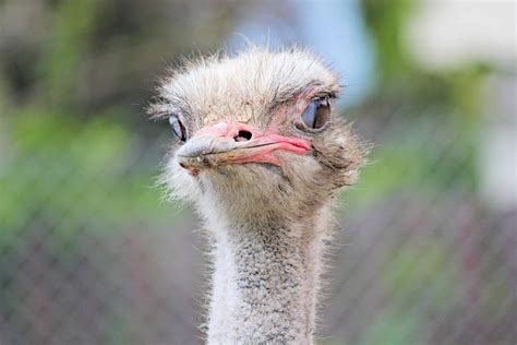 Ostrich Farming for Money: How to Make Big Bucks in 2024