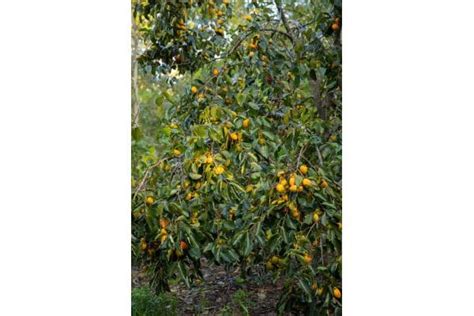 Chestnut Hill Outdoors Early and Late Drop Persimmons - Hunting and Fishing News & Blog Articles ...