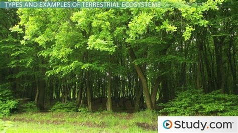 Terrestrial Ecosystem | Definition, Types & Examples - Lesson | Study.com