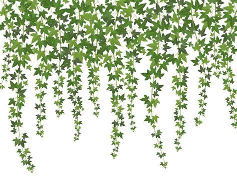 Green Ivy Creeper Wall Climbing Plant Hanging From Above Garden Decoration Ivy Vines Vector ...