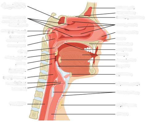 Upper Airway Anatomy Diagram Diagram | Quizlet