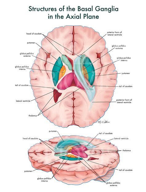 Basal Ganglia Anatomy — Wallin Biovisuals