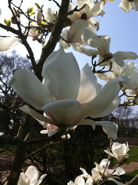 Magnolia x soulangeana 'White Giant' | Spring flowers, Bonsai, Flowers