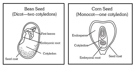 Learning & School Toys & Games Toys Bean Seed and Corn Seed Felt Set**Monocots and Dicots**Parts ...