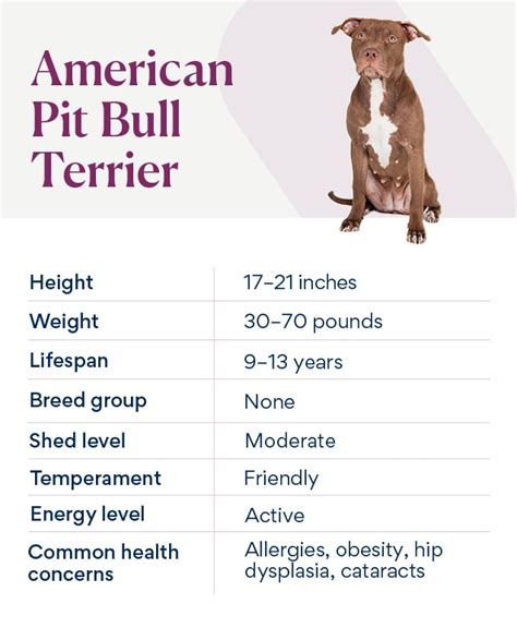 American Pit Bull Terrier: Training Tips and Care Essentials