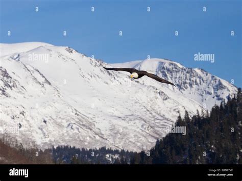 Eagle flying mountain hi-res stock photography and images - Alamy