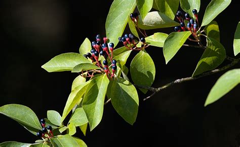 Sassafras Fruit – Prairie Garden Trust