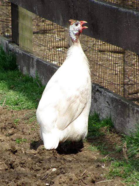 White Guinea Fowl by YasminaMihaylovna on DeviantArt