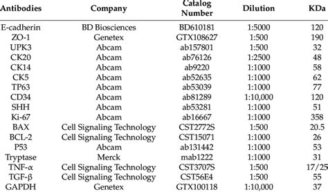 Detailed information regarding antibodies used for western blot ...