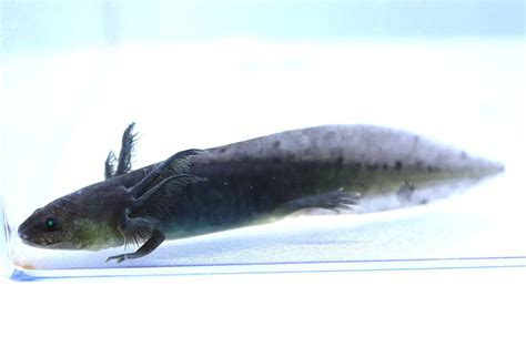 GFP Melanoid Axolotl | Axolotls For Sale | Fantaxies