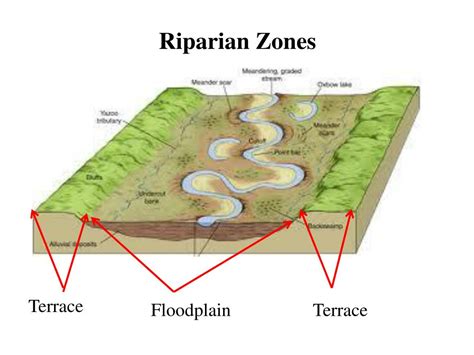 PPT - Wetlands: Riparian Vegetation PowerPoint Presentation, free download - ID:3481168