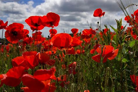 Why the Red Poppy Became a Symbol of Remembrance