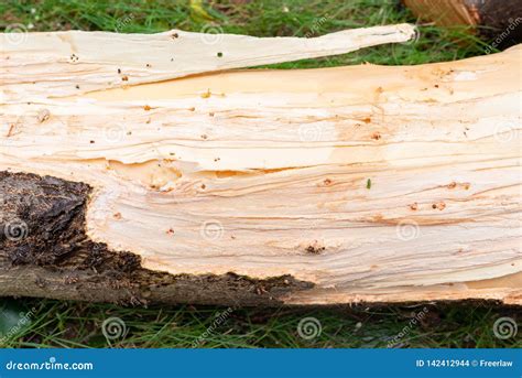 Tree with damaged bark stock photo. Image of botanical - 142412944