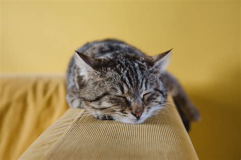 7 Facts About Your Cat's Sleeping Habits | Cat sleeping, Tabby kitten ...