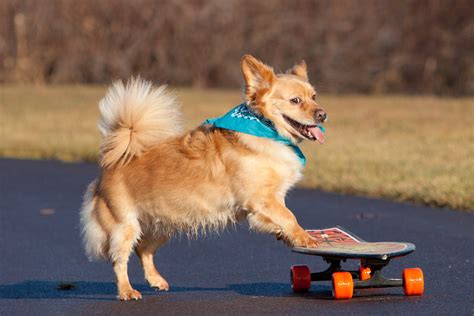 Skateboarding Dogs – POMEgranate Magazine