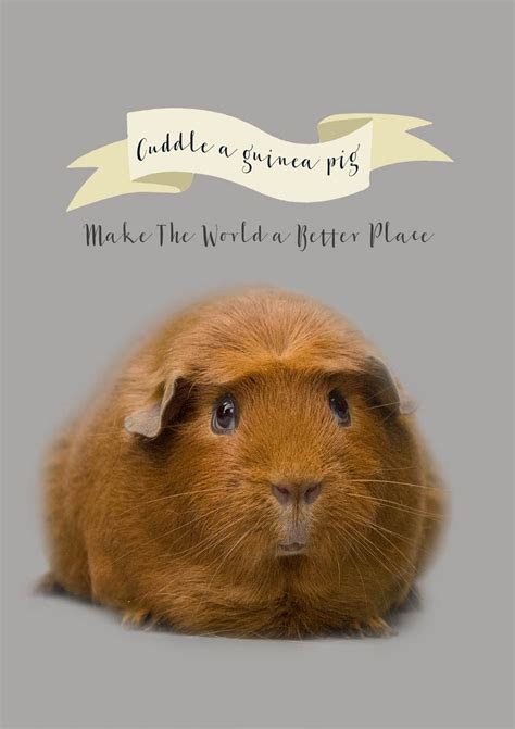 Cuddle a guinea pig is an inspirational Greeting Card