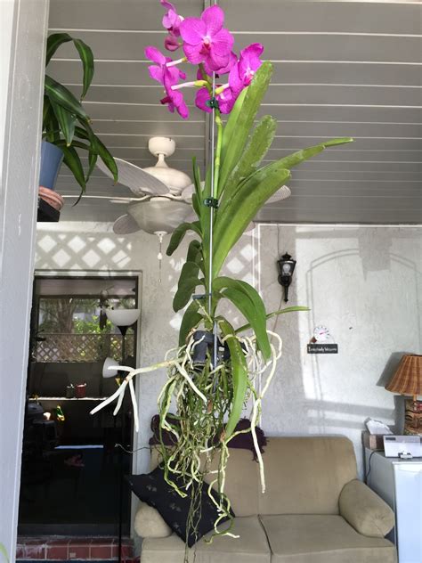 Bob Payette's Links & Photos: New arrivals on the sun porch....Vanda Orchids