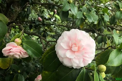 Camellia Flower Meaning, Symbolism, and Uses You Should Know - GrowingVale