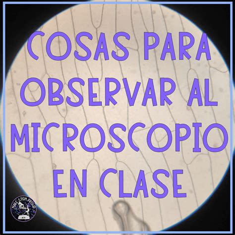 Qué se puede ver en un microscopio en clase | Make STEM proud