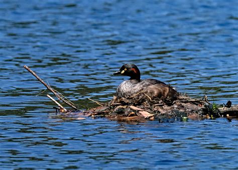 Australasian grebe - on a nest | mpp26 | Blipfoto