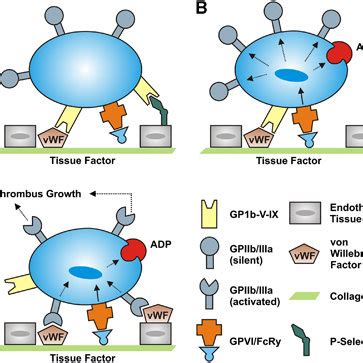 Simplified diagram of Ca2+ homeostasis in platelets. On activation of... | Download Scientific ...