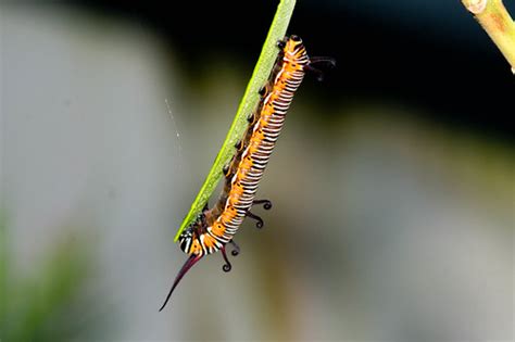 Nature Magnified: Life Cycle of the Common Crow Butterfly (Euploea core)