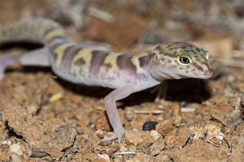 Western Banded Gecko Information And Care - Reptiles Magazine