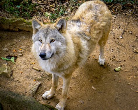 HIMALAYAN WOLF DISCOVERED TO BE A UNIQUE WOLF | Oxford Alumni