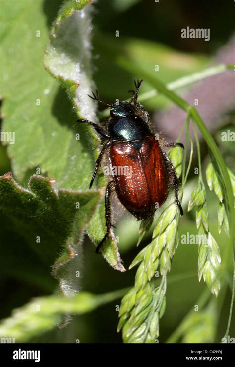 Chafer Beetle High Resolution Stock Photography and Images - Alamy